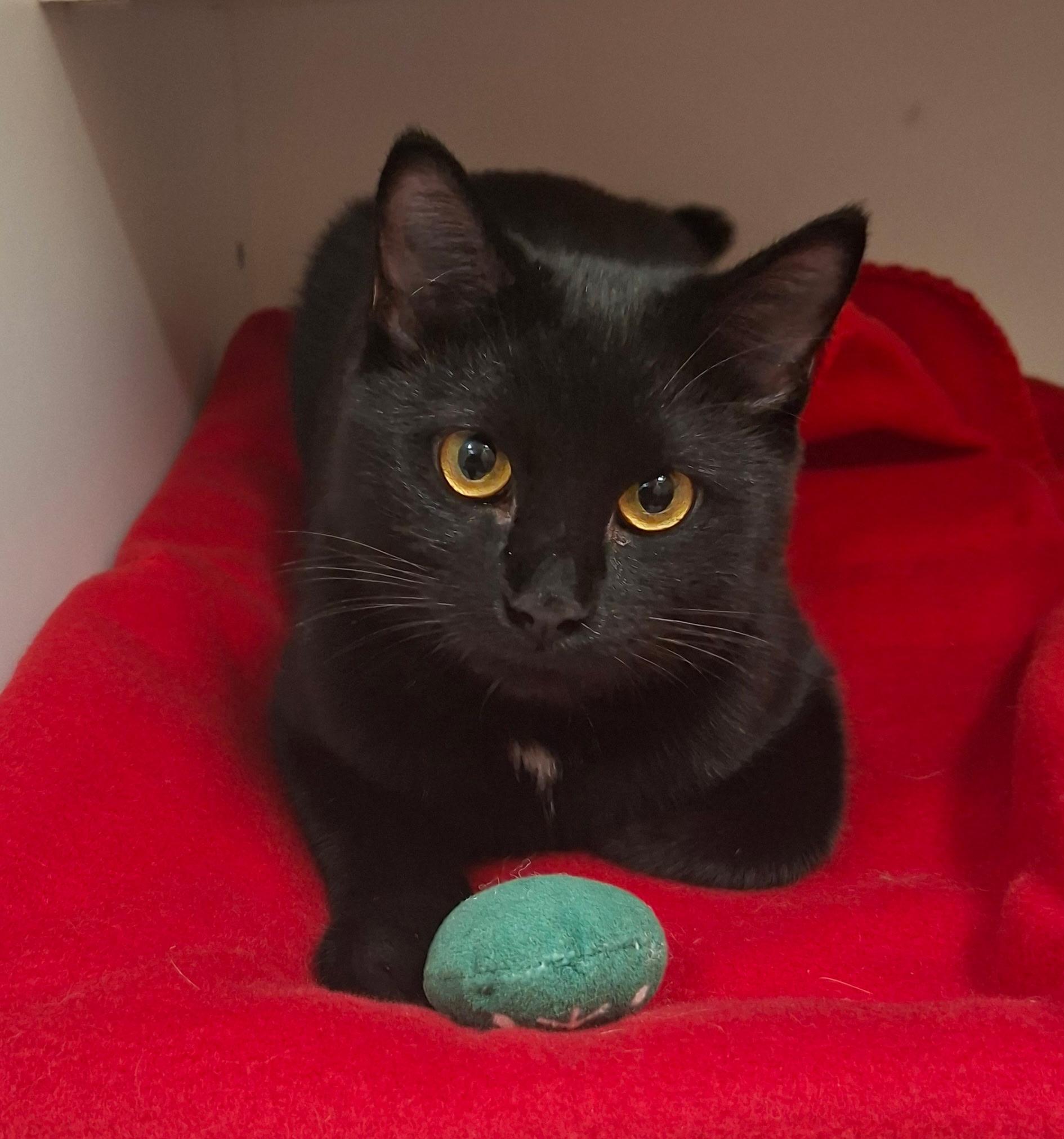 Enlarge Crow, a Adoptable Domestic Short Hair in Wallingford, CT image 1/2