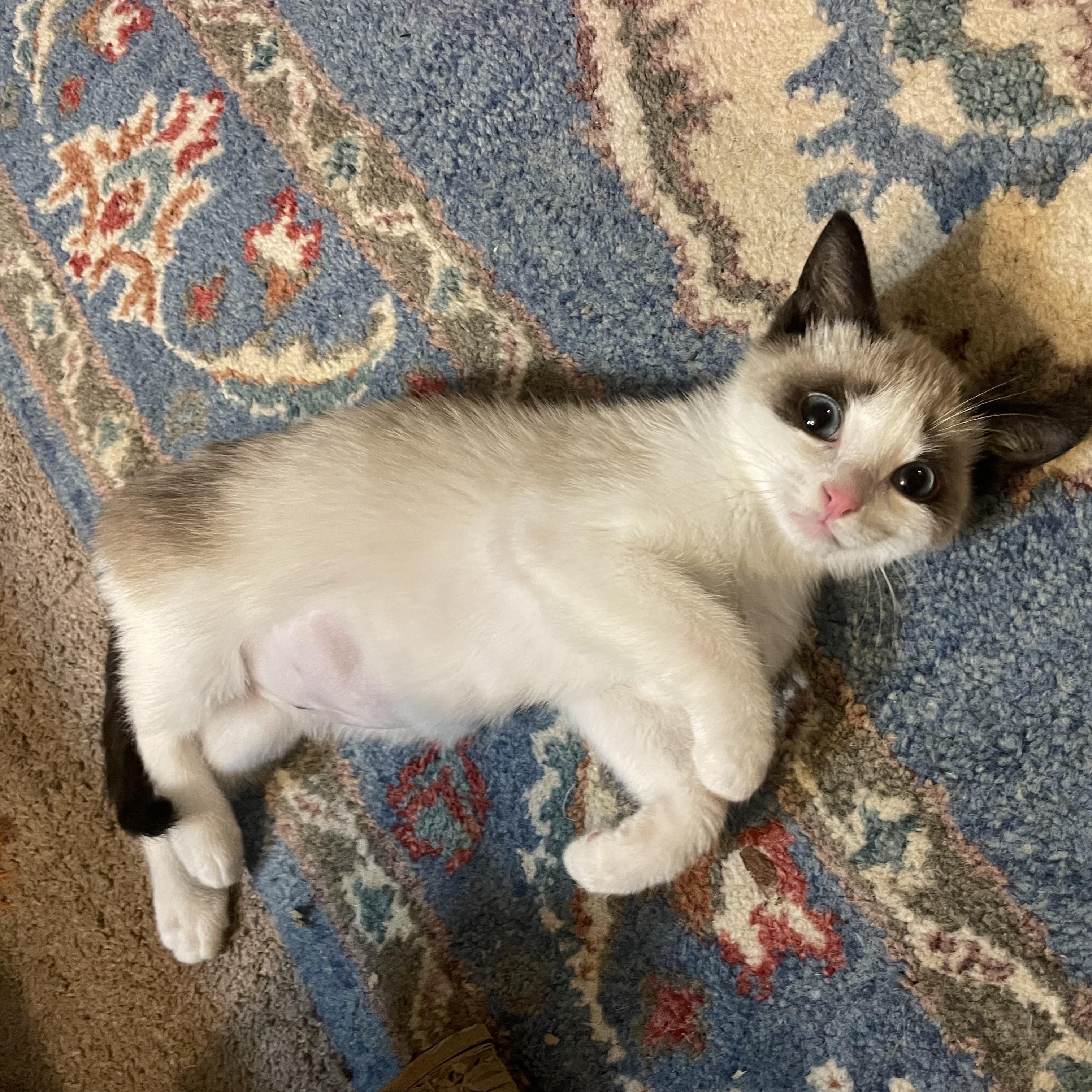 Riptide, adoptable, Kitten Male Domestic Short Hair.