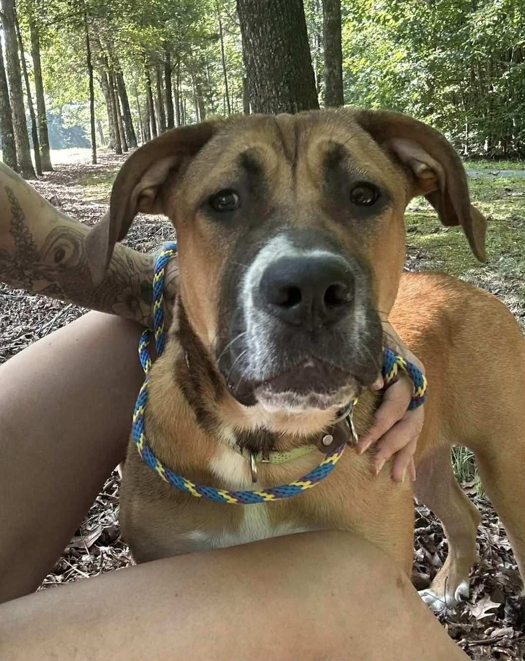 Enlarge Kiara, a Adoptable mixed breed in Bahama, NC image 1/1