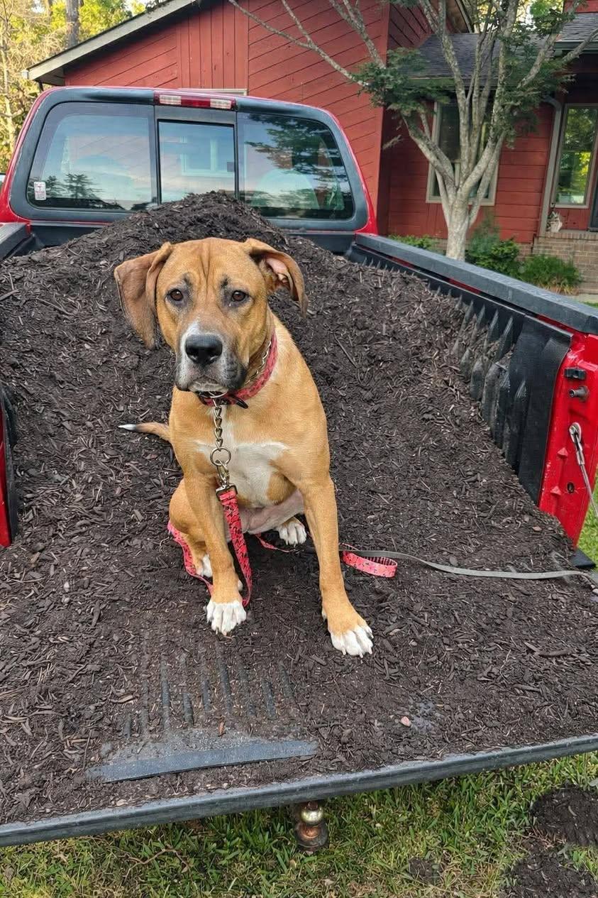 Enlarge Kiara, a Adoptable mixed breed in Bahama, NC image 1/3