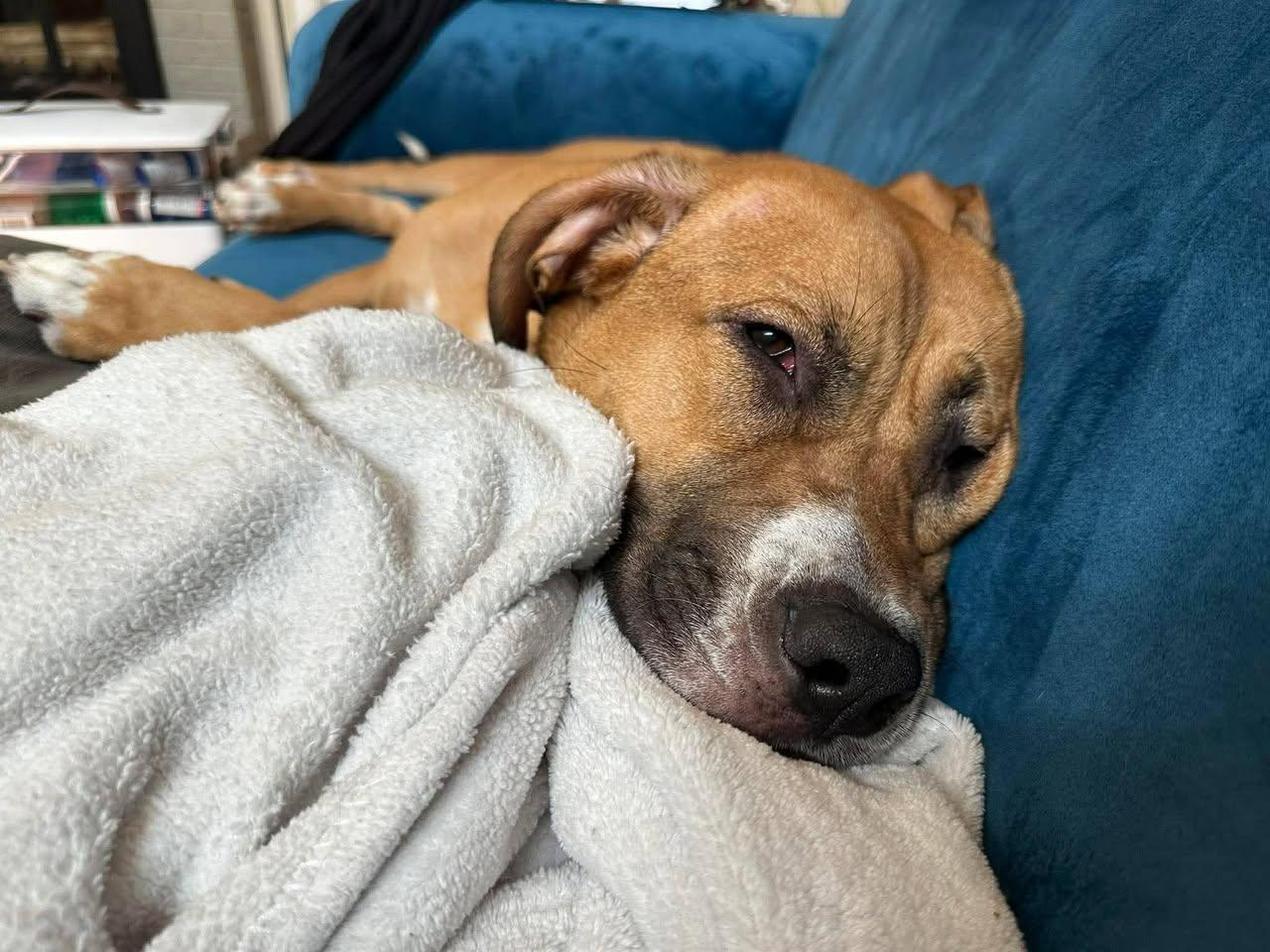 Enlarge Kiara, a Adoptable mixed breed in Bahama, NC image 3/3