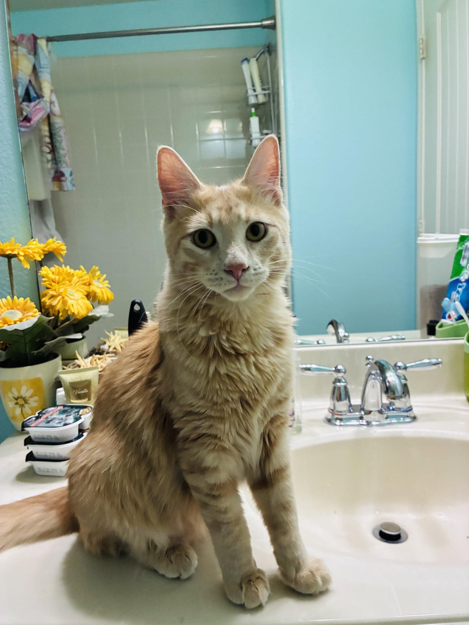 Winston, Adopted, Young Male Domestic Medium Hair & Maine Coon.