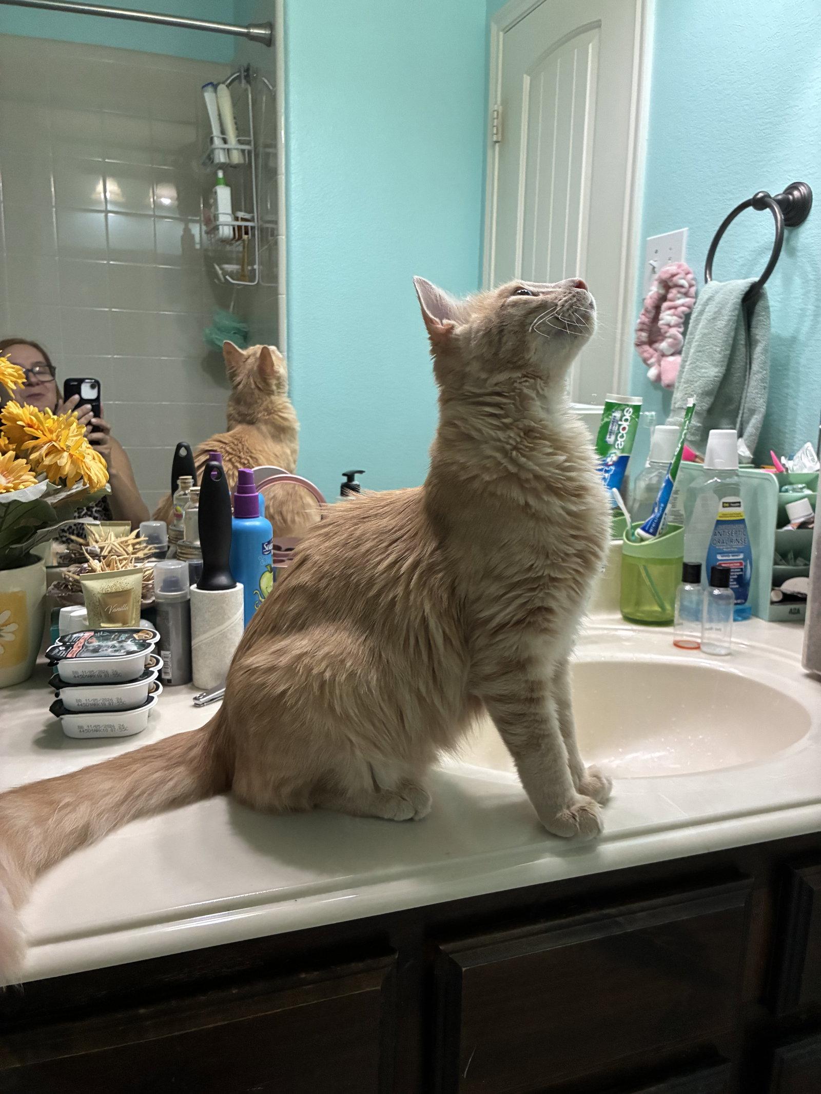 Enlarge Winston, a Adopted mixed breed in Plano, TX image 2/3