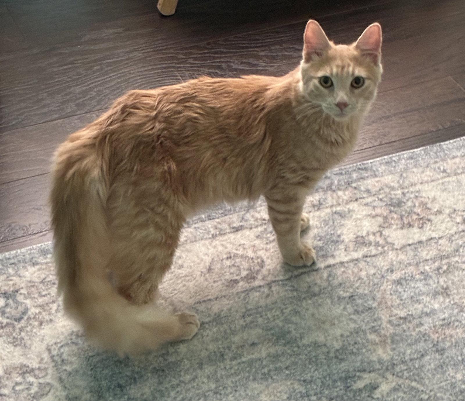 Enlarge Winston, a Adopted mixed breed in Plano, TX image 3/3