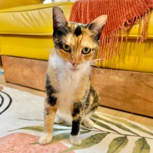 Enlarge Cleopatra Bonfire, a Adoptable mixed breed in Louisville, KY image 2/6