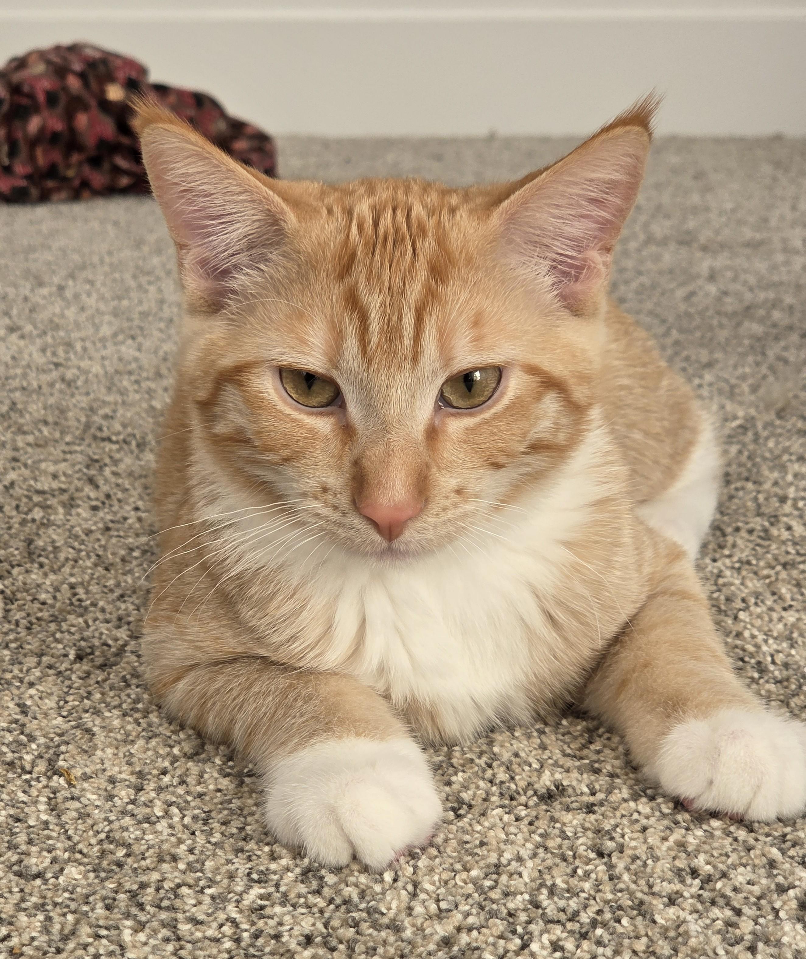 Colby Queso, Adoptable, Young Male Domestic Short Hair.