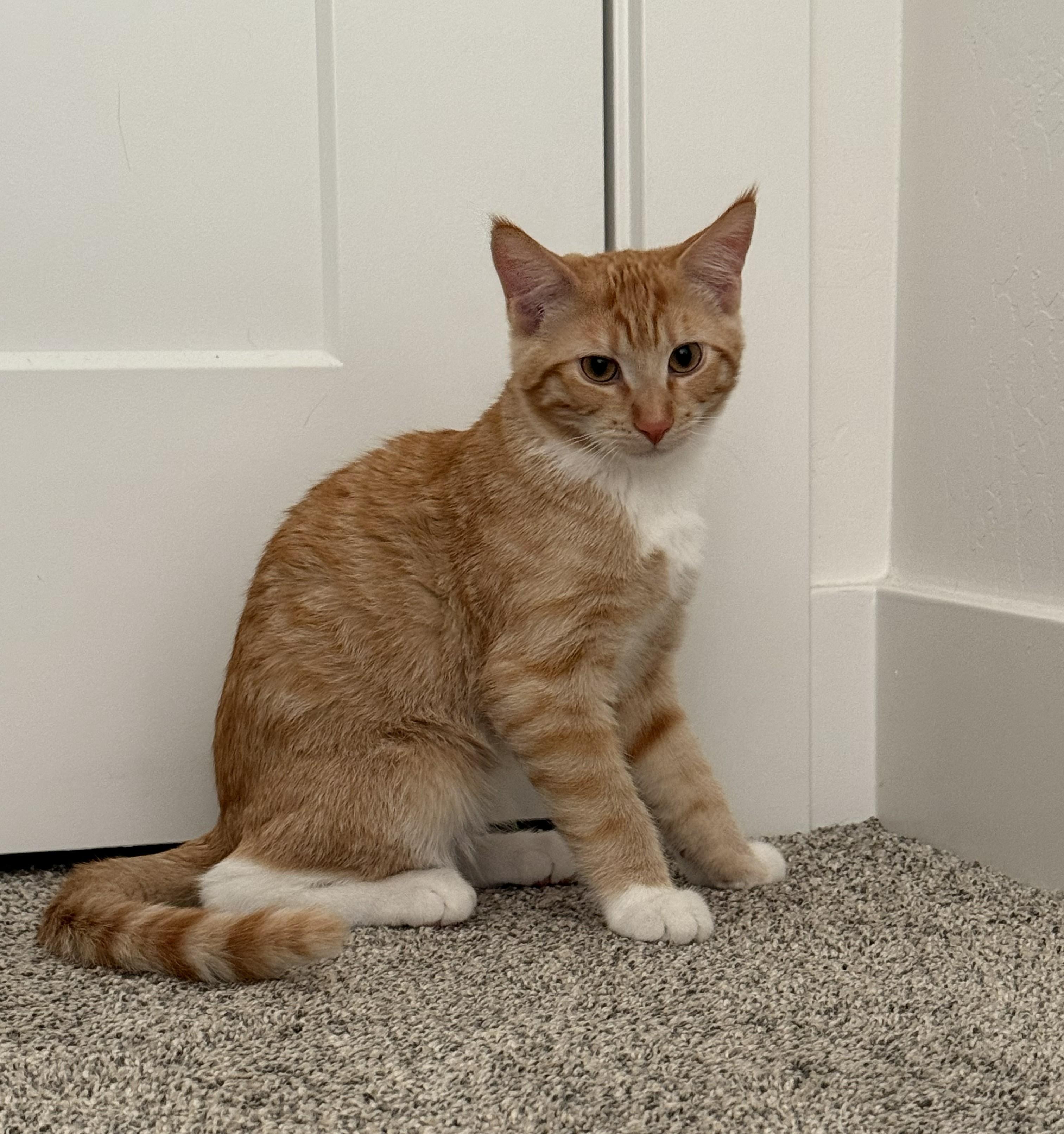 Enlarge Colby Queso, a Adoptable mixed breed in Buhl, ID image 2/3