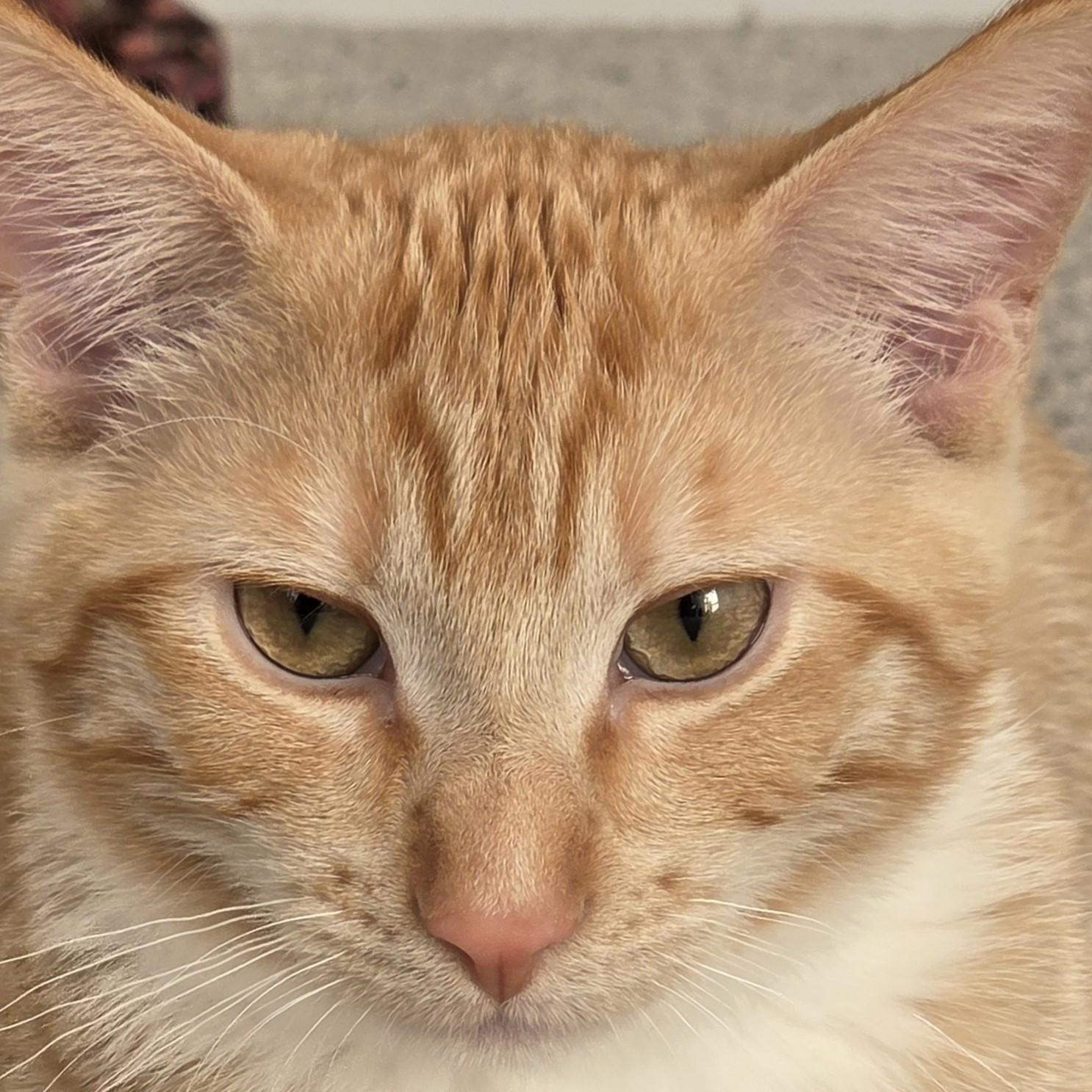 Enlarge Colby Queso, a Adoptable mixed breed in Buhl, ID image 3/3