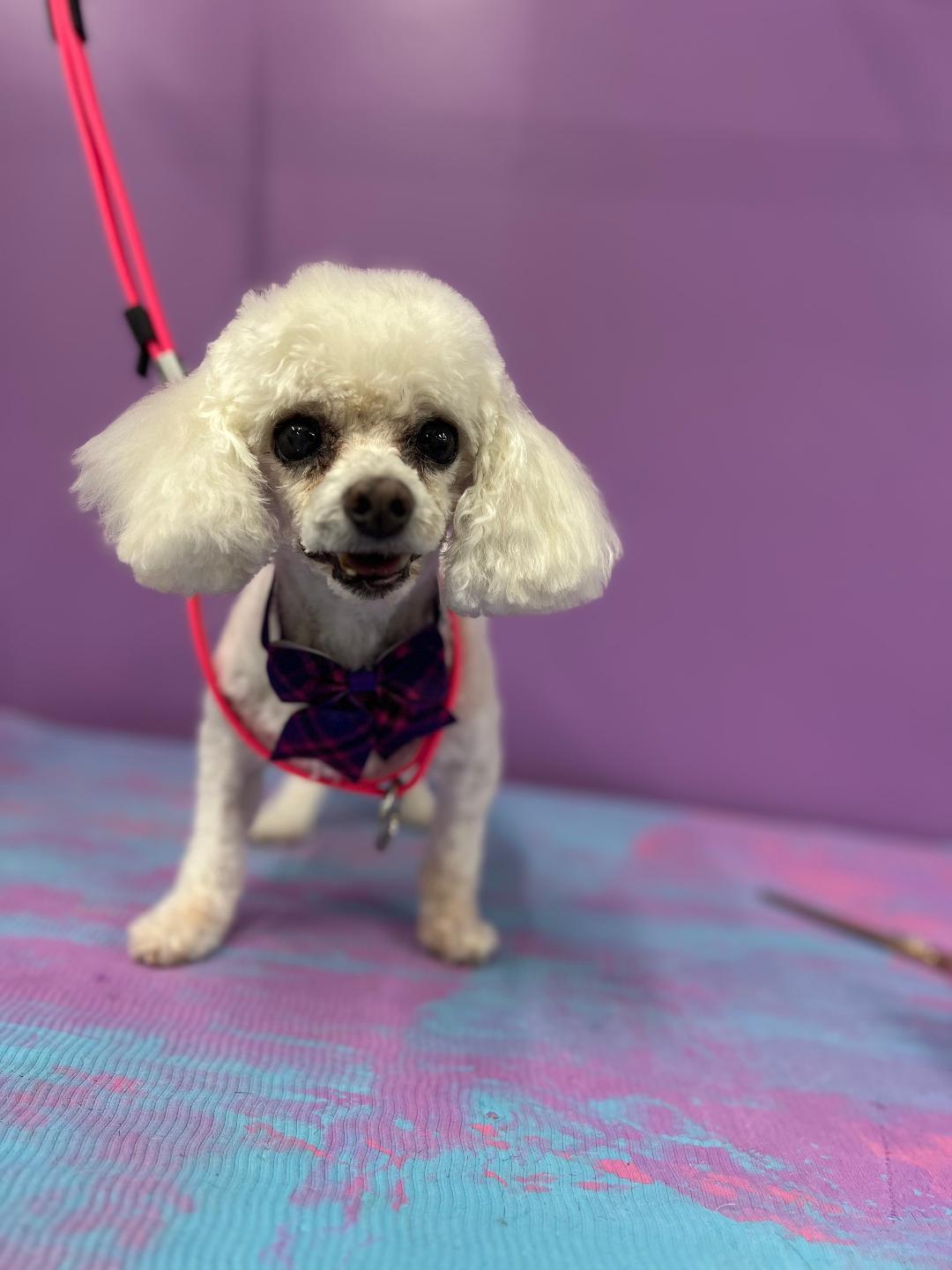 violet, an adoptable Maltipoo in Woodstock, GA, 30188 | Photo Image 2
