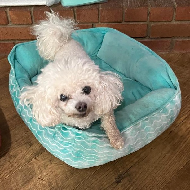 violet, Adoptable, Senior Female Maltipoo.