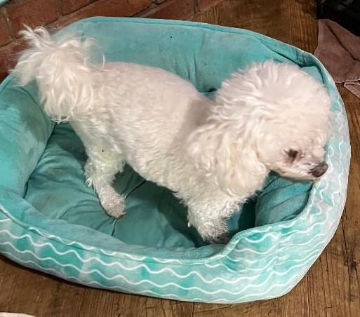 violet, a Adoptable Maltipoo in Woodstock, GA image 3/4