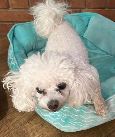violet, an adoptable Maltipoo in Woodstock, GA, 30188 | Photo Image 4