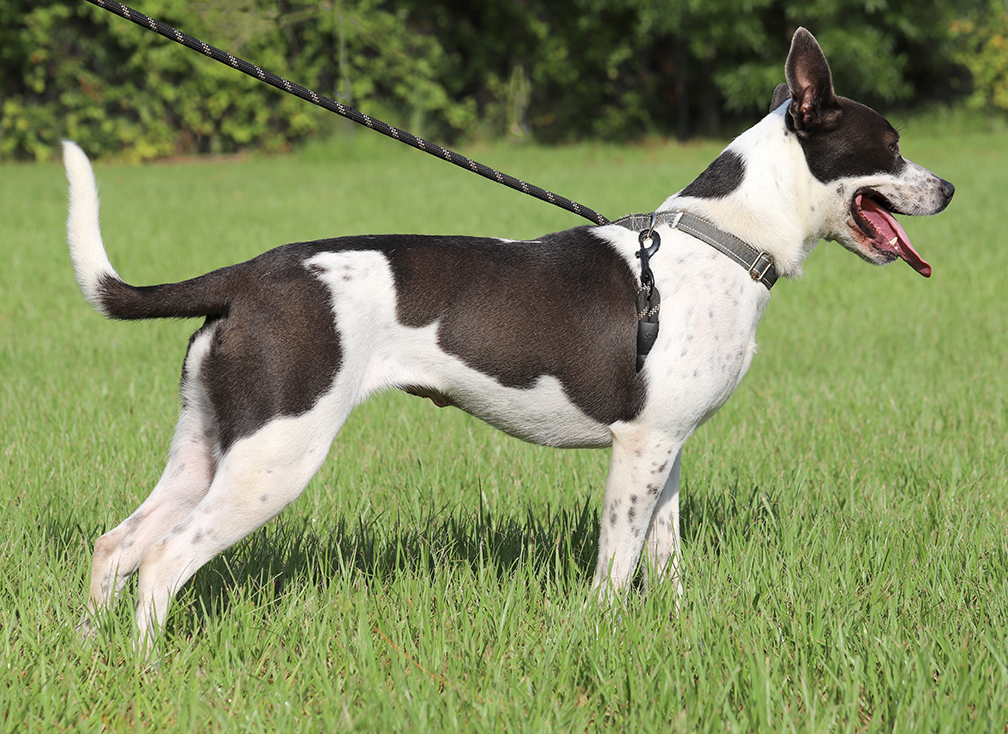 Enlarge Capri, a Adoptable mixed breed in North Fort Myers, FL image 5/5