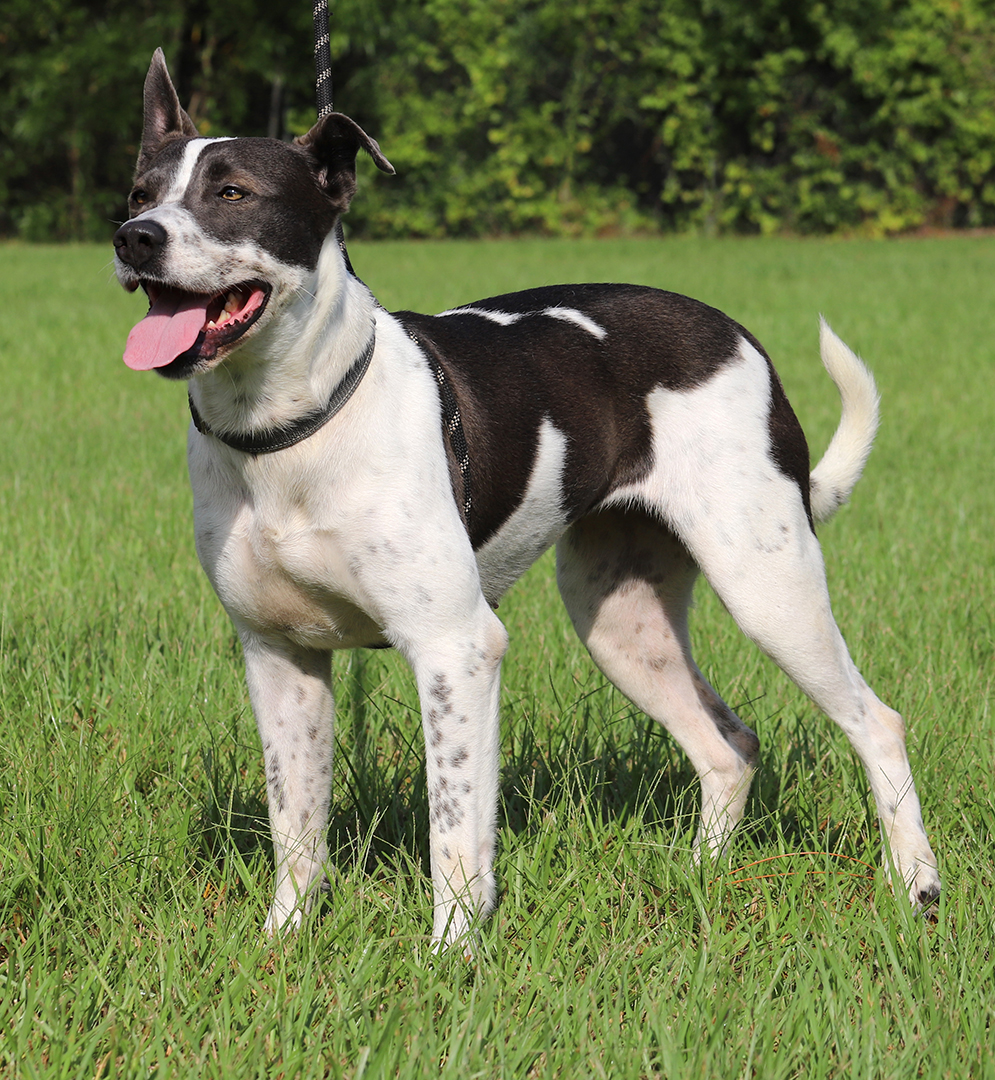 Enlarge Capri, a Adoptable mixed breed in North Fort Myers, FL image 2/5