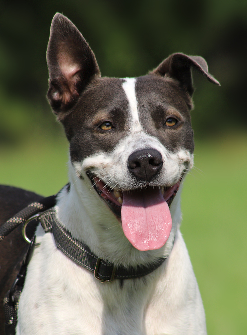 Enlarge Capri, a Adoptable mixed breed in North Fort Myers, FL image 1/5