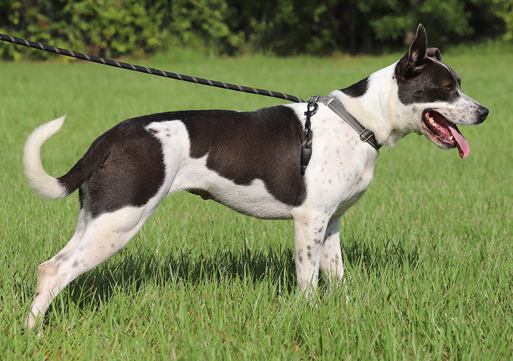 Enlarge Capri, a Adoptable mixed breed in North Fort Myers, FL image 3/5