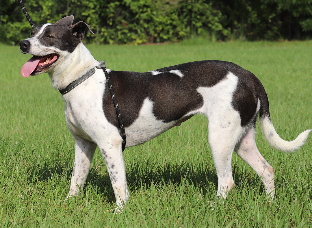 Enlarge Capri, a Adoptable mixed breed in North Fort Myers, FL image 4/5