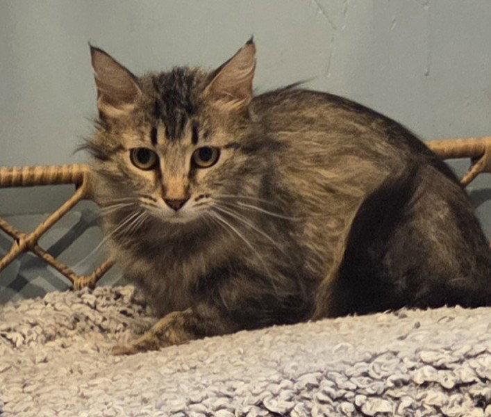 Lula-bell, a Adoptable mixed breed in Forest Lake, MN image 2/2