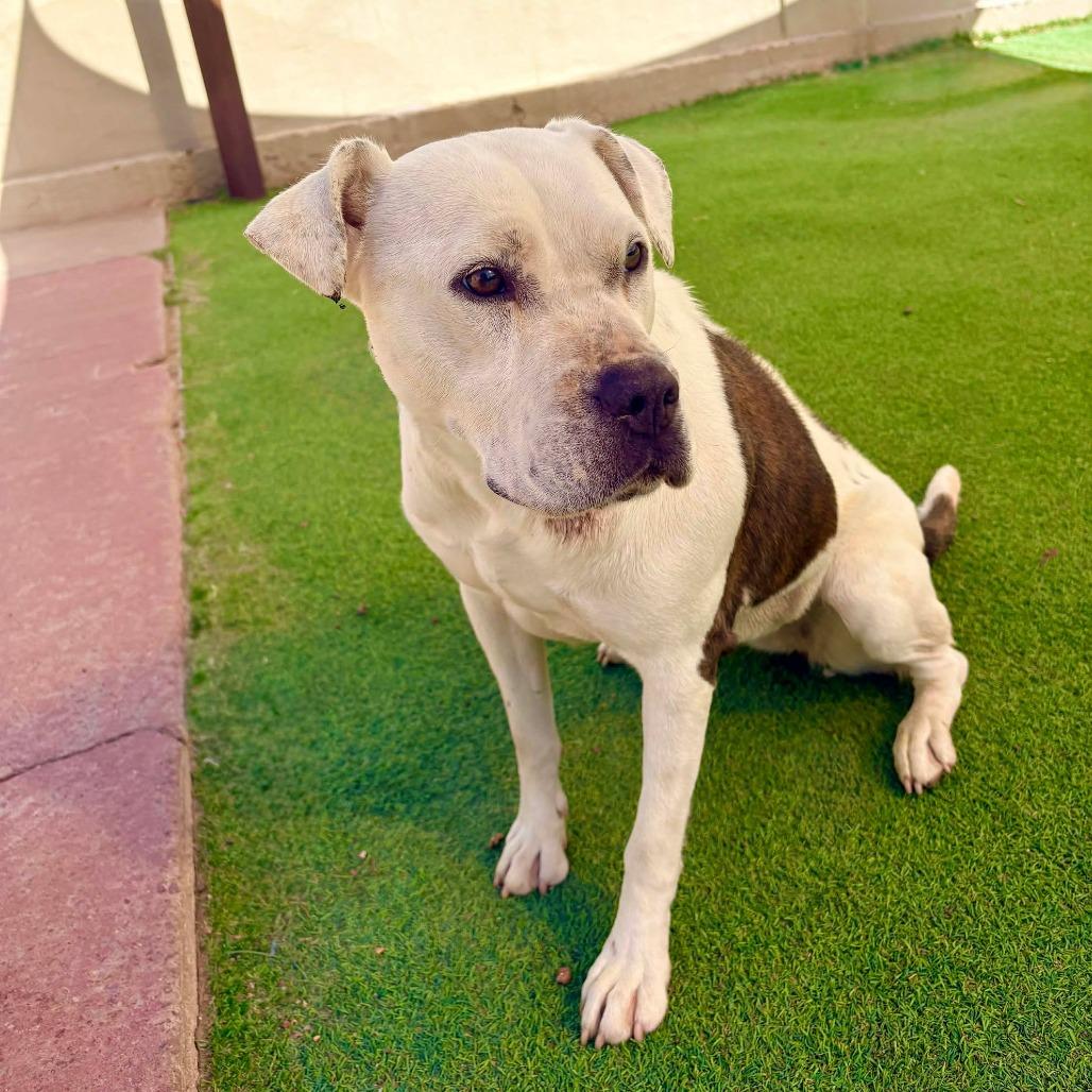 Miracle, a Adoptable Mixed Breed in Las Cruces, NM image 1/6