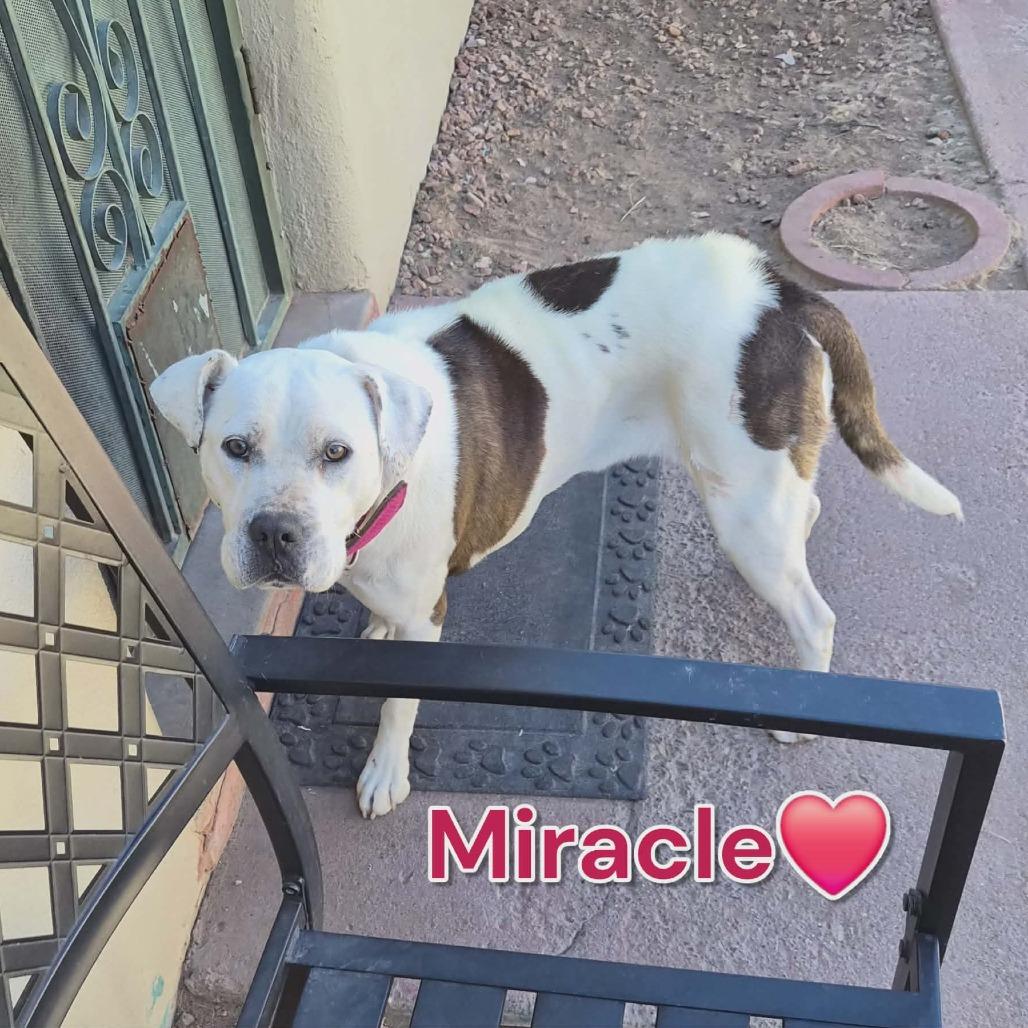 Miracle, a Adoptable Mixed Breed in Las Cruces, NM image 2/6
