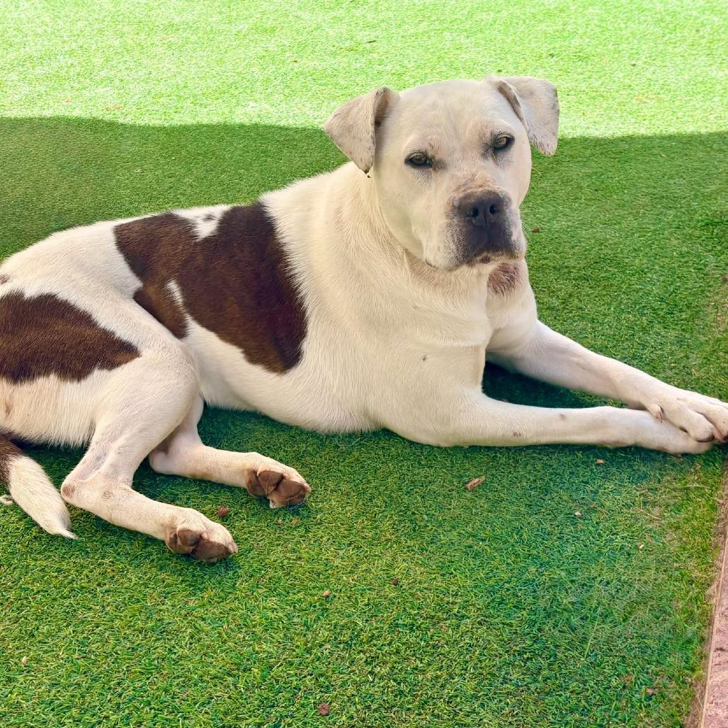 Miracle, a Adoptable Mixed Breed in Las Cruces, NM image 3/6