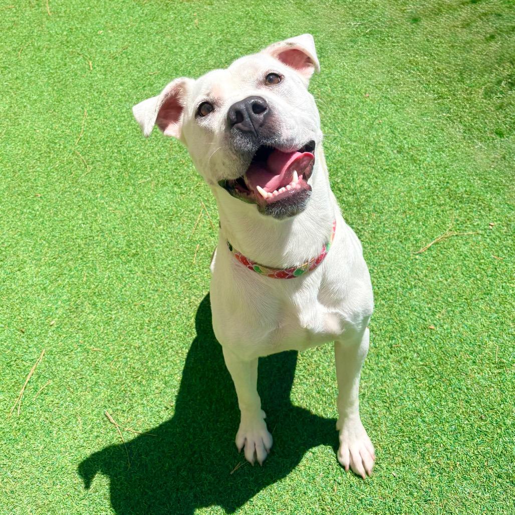 Enlarge Miracle, a Adoptable Mixed Breed in Las Cruces, NM image 4/6