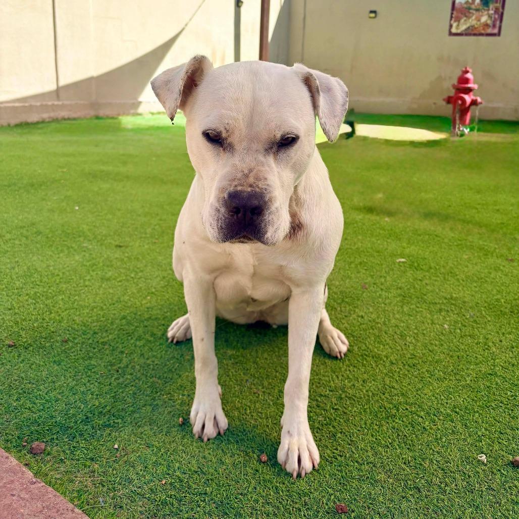 Miracle, a Adoptable Mixed Breed in Las Cruces, NM image 4/6