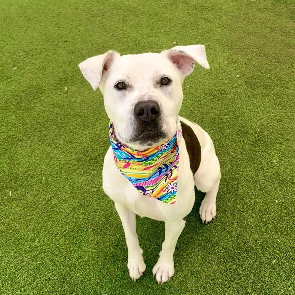 Enlarge Miracle, a Adoptable Mixed Breed in Las Cruces, NM image 5/6