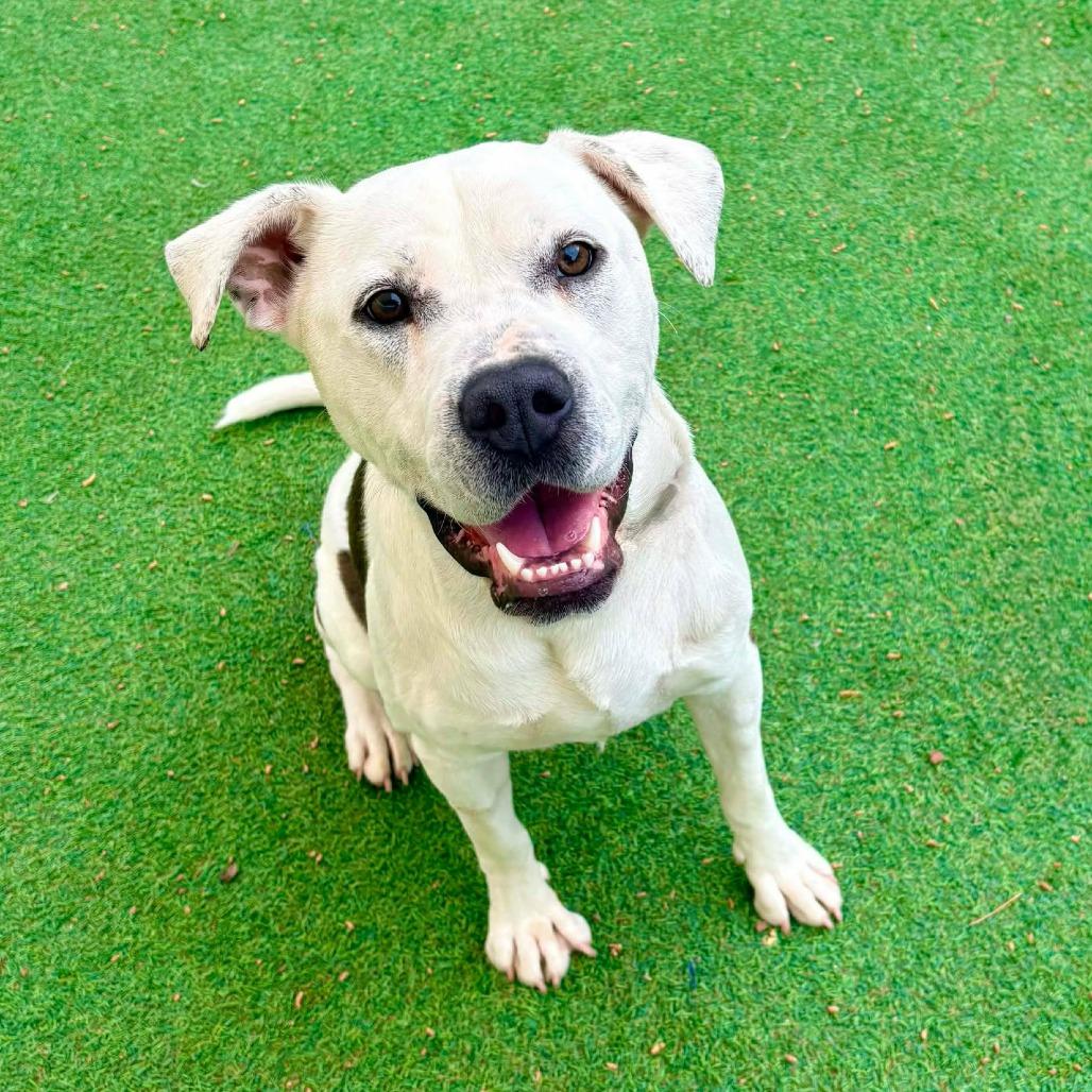 Miracle, a Adoptable Mixed Breed in Las Cruces, NM image 5/6