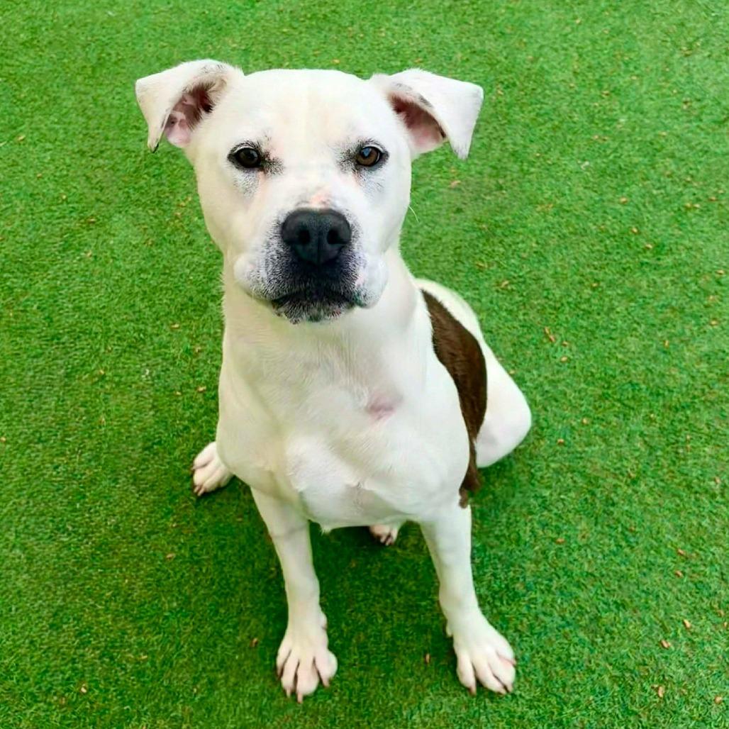 Miracle, a Adoptable Mixed Breed in Las Cruces, NM image 6/6