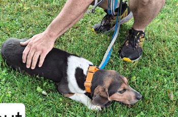 Enlarge Scout, an adoption pending Beagle in West Decatur, PA image 2/4