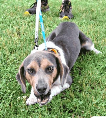 Enlarge Scout, an adoption pending Beagle in West Decatur, PA image 1/4