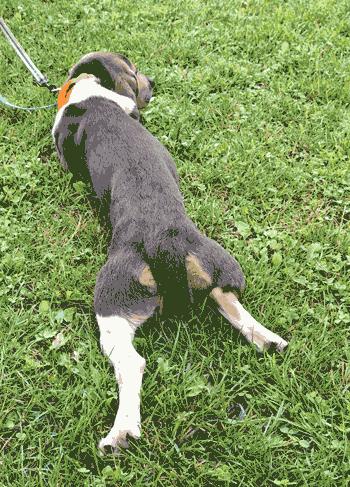 Enlarge Scout, an adoption pending Beagle in West Decatur, PA image 3/4
