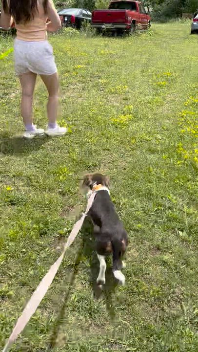 Enlarge Scout, an adoption pending Beagle in West Decatur, PA video 4/4