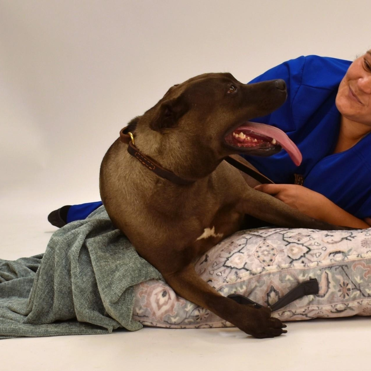 Enlarge Sylvie, a Adoptable mixed breed in Sandy Hook, CT image 1/5