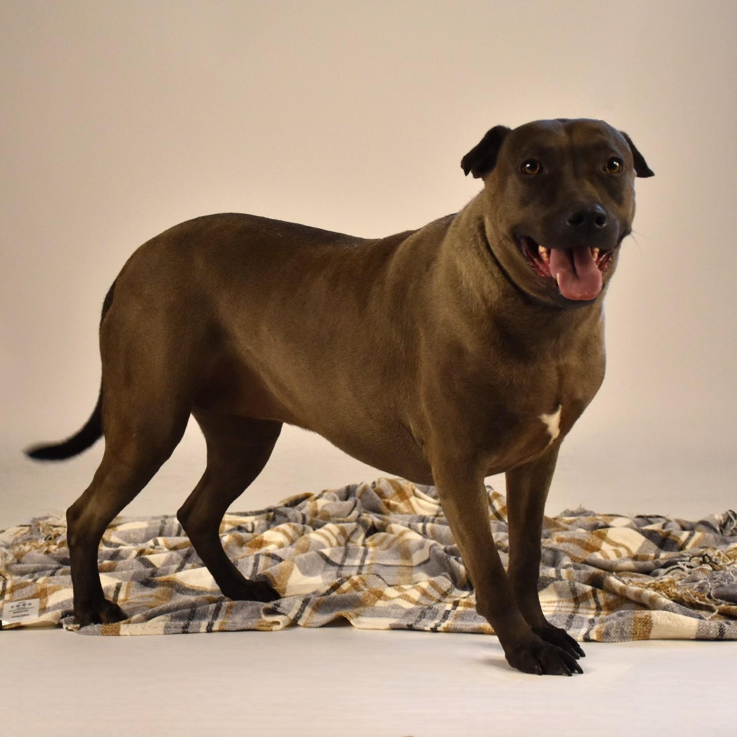 Enlarge Sylvie, a Adoptable mixed breed in Sandy Hook, CT image 3/5