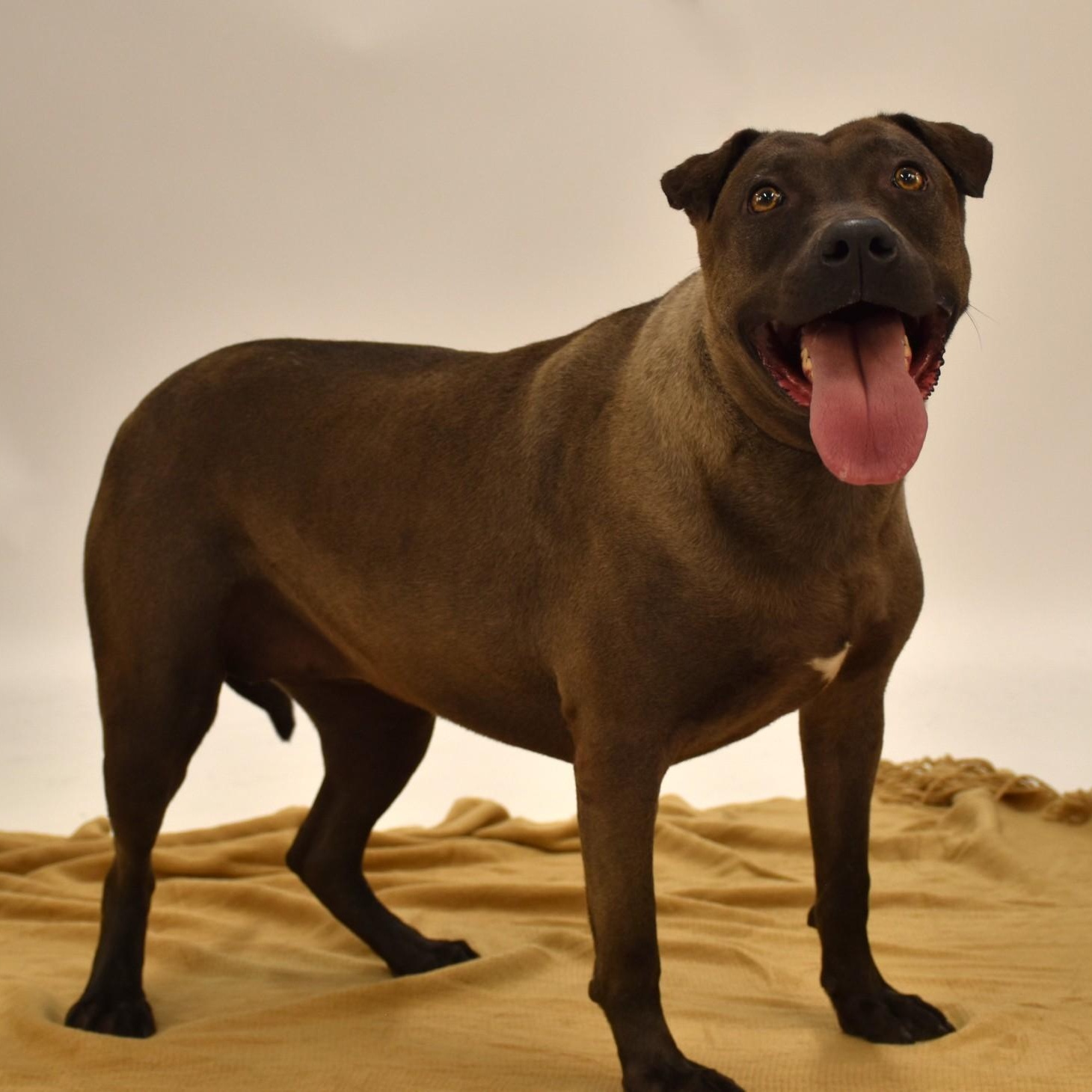 Enlarge Sylvie, a Adoptable mixed breed in Sandy Hook, CT image 4/5
