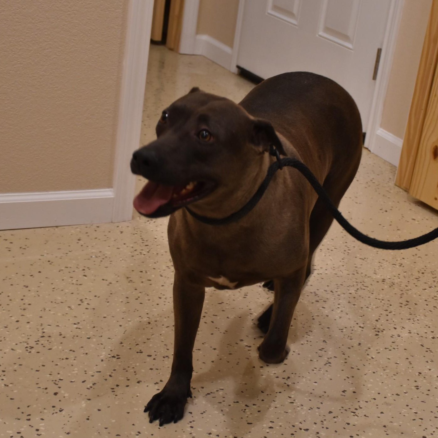 Enlarge Sylvie, a Adoptable mixed breed in Sandy Hook, CT image 5/5