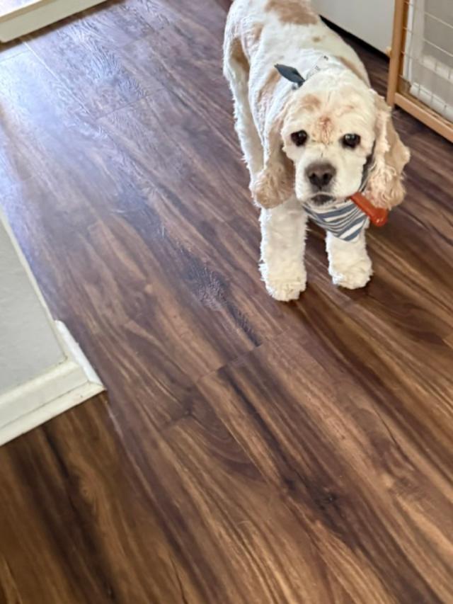 Wendell, a ADOPTABLE Cocker Spaniel in Williamsburg, VA image 3/6