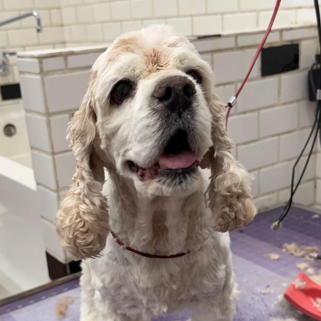 Wendell, a ADOPTABLE Cocker Spaniel in Williamsburg, VA image 1/6