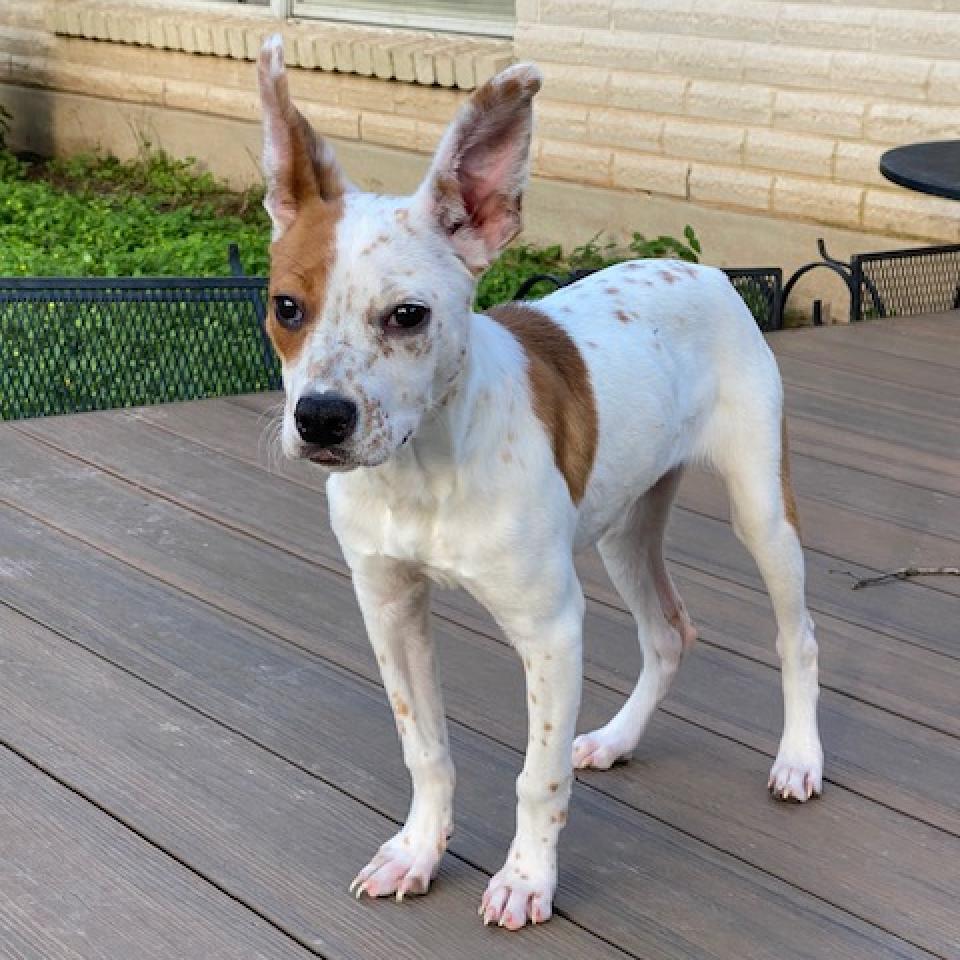 Willa — thumbnail 3