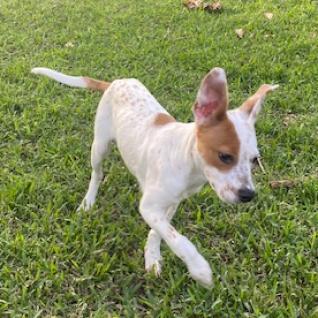 Willa — thumbnail 4