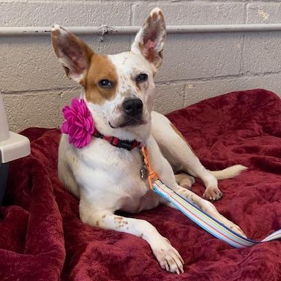 Willa — thumbnail 6