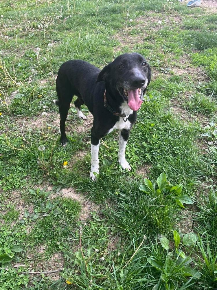 Joe, Adopted, Adult Male Hound.