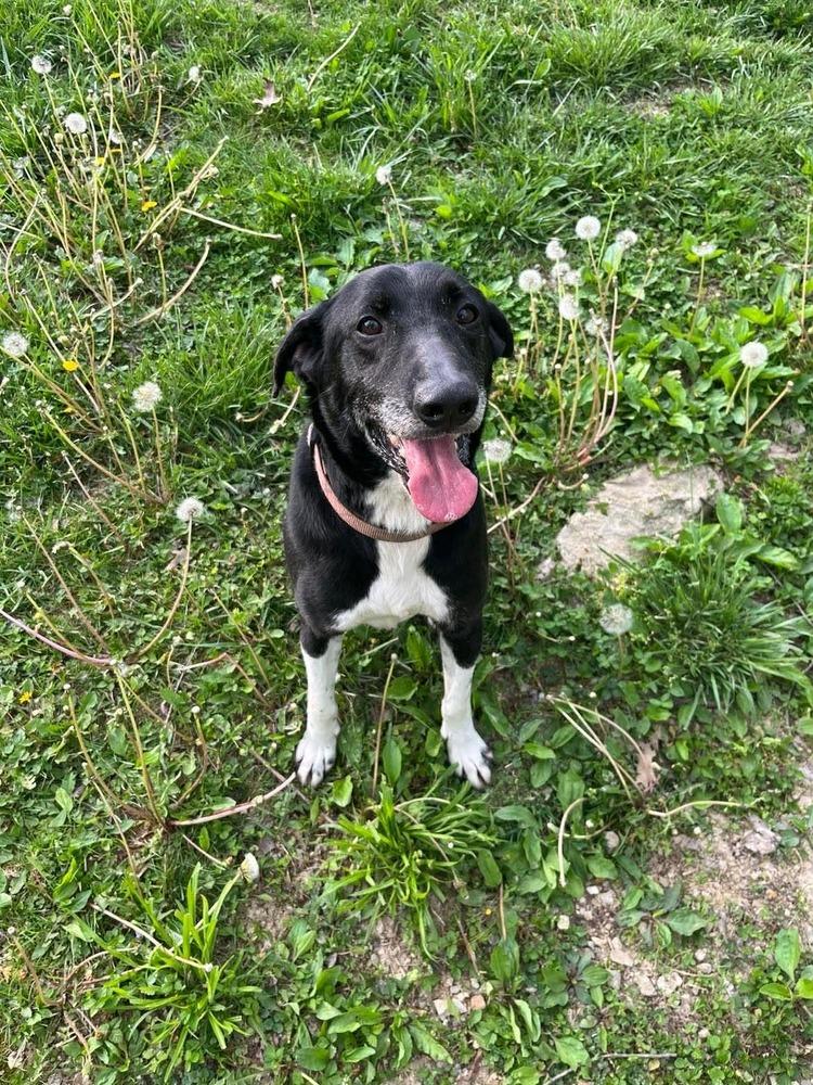 Enlarge Joe, a Adopted mixed breed in Osgood, IN image 2/3