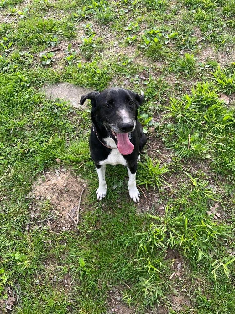 Enlarge Joe, a Adopted mixed breed in Osgood, IN image 3/3