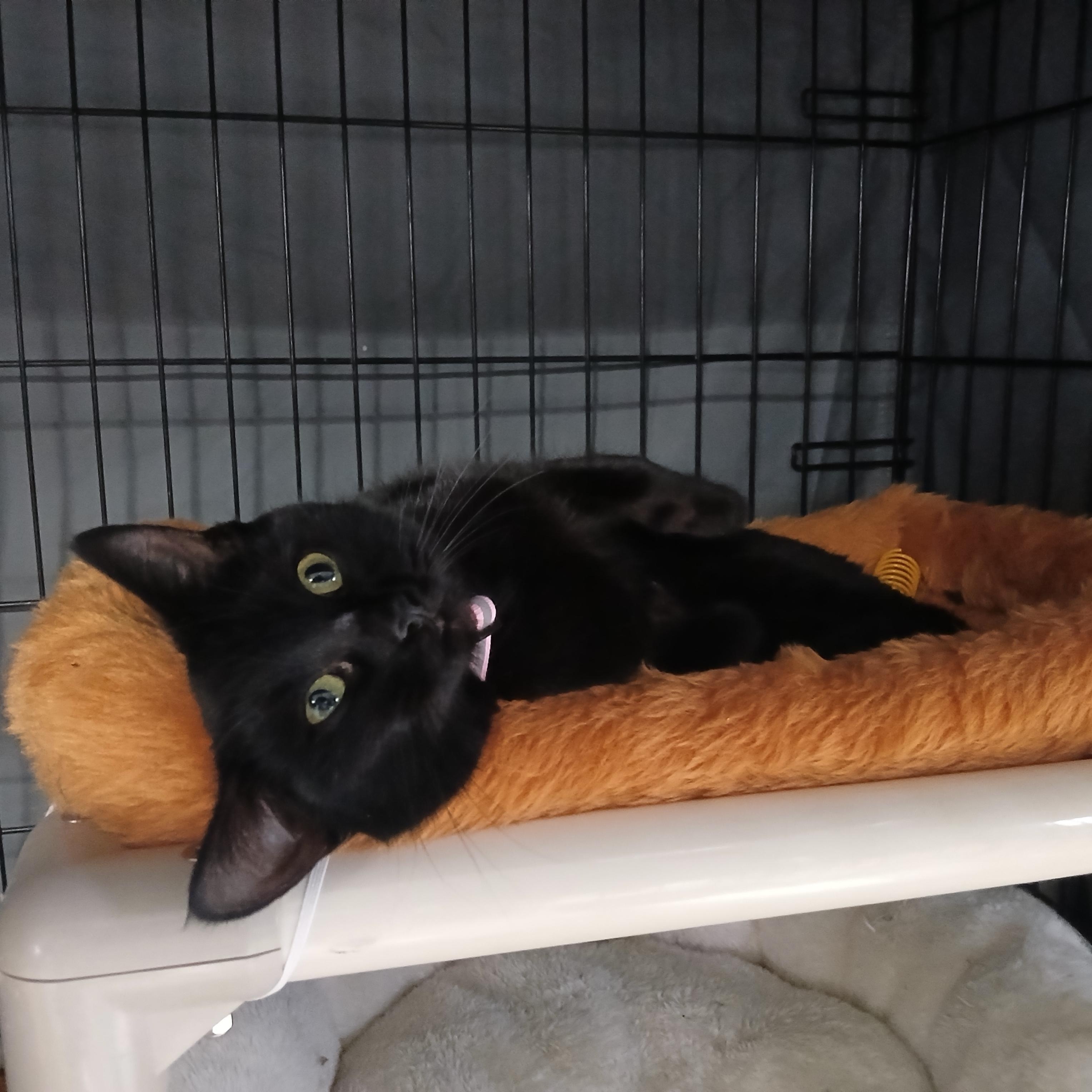 Violet, ADOPTABLE, Young Female Domestic Short Hair.