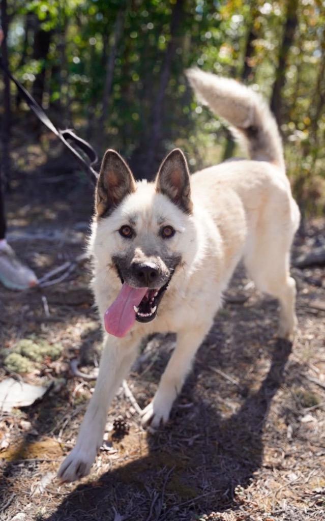 Romy, Adoptable, Adult Female Husky.