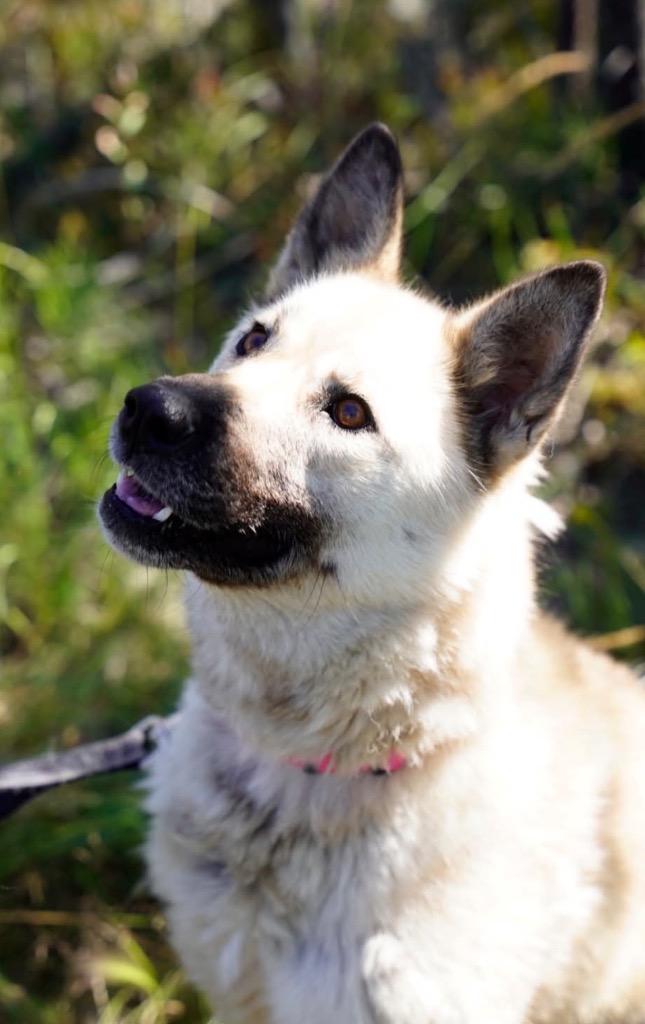 Enlarge Romy, a Adoptable mixed breed in Yellowknife, NT image 2/4