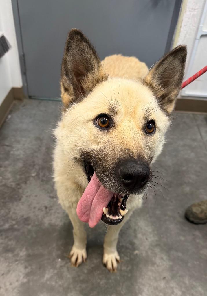 Enlarge Romy, a Adoptable mixed breed in Yellowknife, NT image 3/4